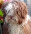 Royal Flush Havanese Reveals The Truth About Dogs and Air Travel