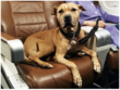 Private Jet Central Flies Man’s Best Friend Across the Pond in Style