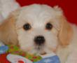 Royal Flush Havanese Reviews Tips on How To Raise A Confident Puppy