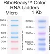 AMRESCO Offers New RiboReady™ Color RNA Ladders for Easy Band...