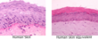 A 3D Human Skin Equivalent System with Co-Cultures And Vascularized...