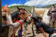 Gore Range Outfitters Claims, Horses Build Better People - Handling,...