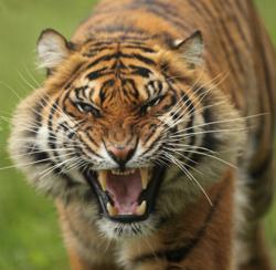 Image result for tigresse