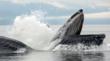 Whale Watch Alaska Condemns Manhunt for Sea Shepherd Captain