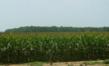 No One Told Arkansas Corn Crop There Was a Drought