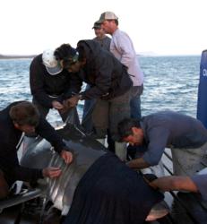 Sharks can be tracked through OCEARCH's Global Shark Tracker, a powerful, free online tool that allows the public to watch and learn about white sharks at the same time as leading researchers .