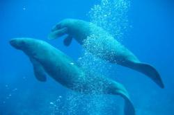 The endangered Antillean manatee is making a comeback in its Belizean home waters.