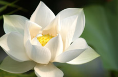 Dahn Yoga principles, Dahn Yoga meditation, Dahn Yoga practice