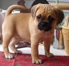 Animaroo Releases New Article on Choosing a Puppy
