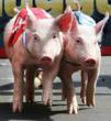 Nevada's "Presidential Pig Race 2012" to Predict...