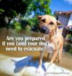 Are You Prepared if You (And Your Dog) Have to Evacuate?