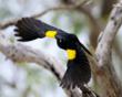 Saving the Endangered Yellow-Shouldered Blackbird Using Cutting–Edge...