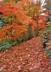 This is a Business Greeting Card with an image of a Fall Scene