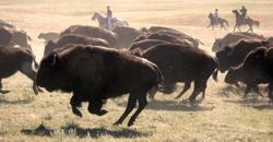 Buffalo Roundup