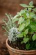 Grow Fresh Herbs Indoors All Winter with New Potted Herb Kits from The...