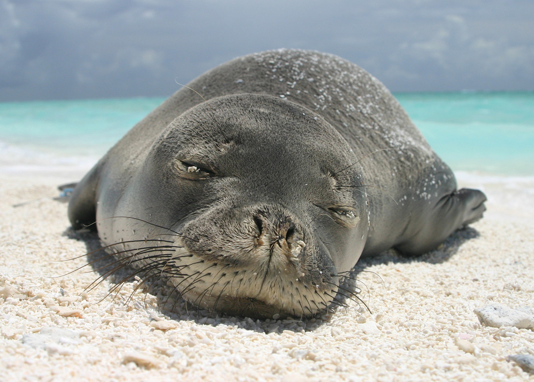 The Marine Mammal Center Receives Disney Conservation Grant to Help