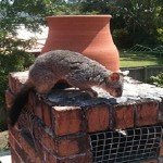 Possum Removal