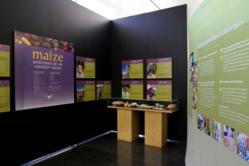 Maize exhibit