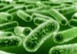 New Genetics and Microbiology Sections Published at Sciences Social...