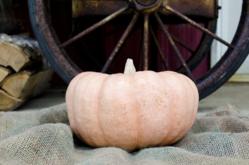 The Pink Pumpkin Patch Foundation gives 25 cents back on the purchase of each pumpkin to breast cancer research.