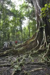 Guests enjoy rainforest walks on the Amazon river cruise