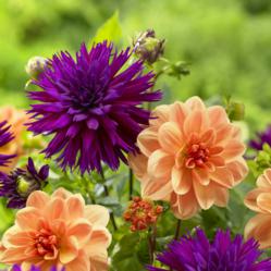 Orange and purple dahlias