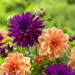 Now is the Time to Choose Trendy Dahlias to Plant This Season Says...