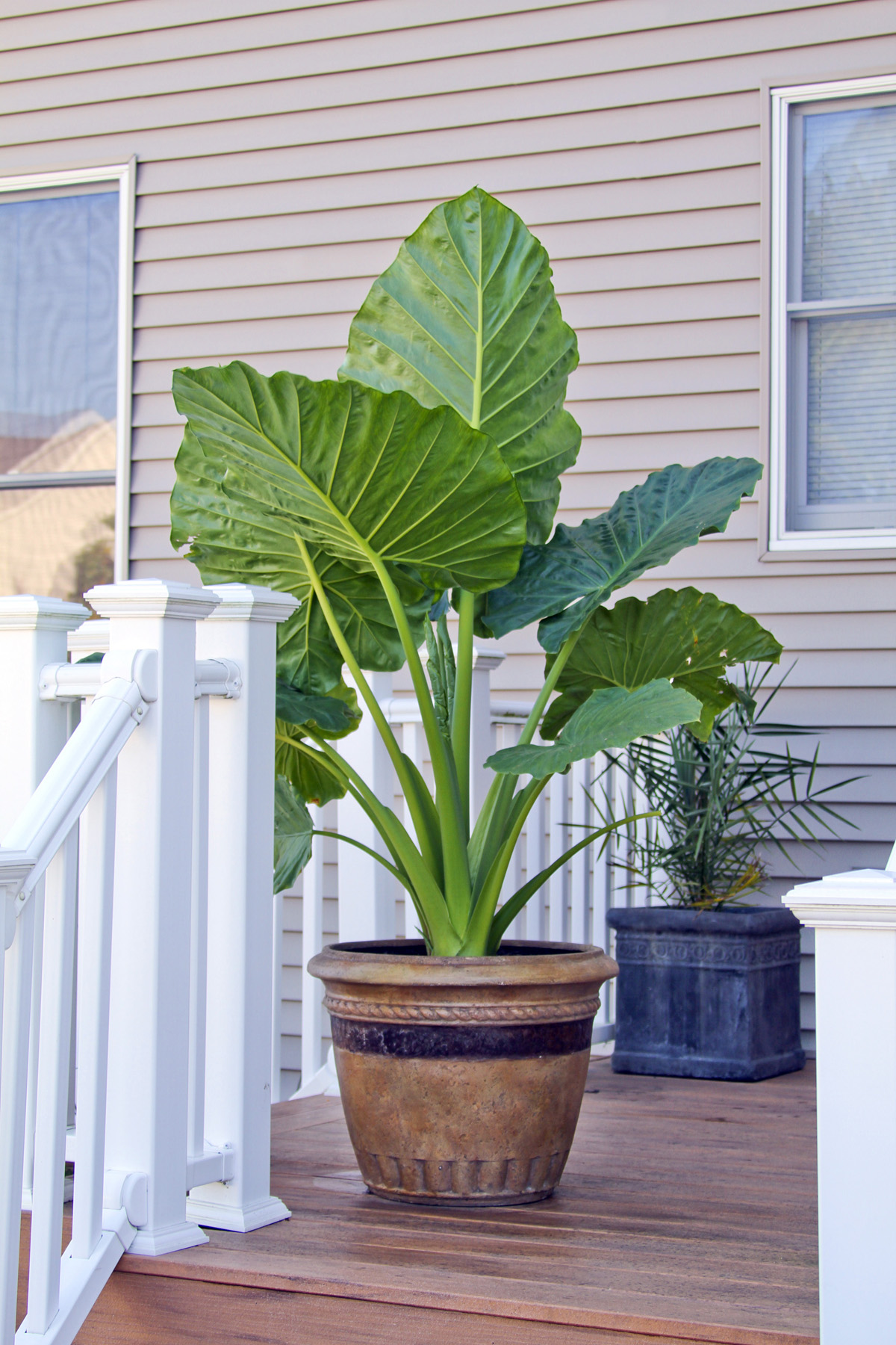Tips on Catching the Elephant Ears Trend from Longfield-Gardens.com