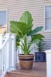 Tips on Catching the Elephant Ears Trend from Longfield-Gardens.com
