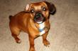Nearly Buried Alive, Pooch Rescued, Recovered and Now Revered with 4th...