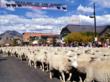 Fun for the Entire Family at the 16th Annual Trailing of the Sheep...