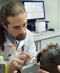 Veterinarian that recomments pet health insurance examines turtle