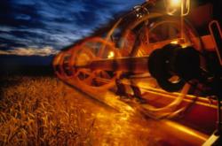 Combine harvesting wheat in the fall at dusk