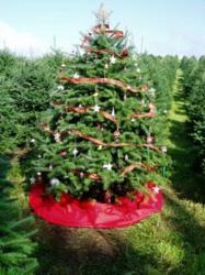 rocks gaudiest tree contest