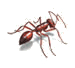 Kingwood Pest Control