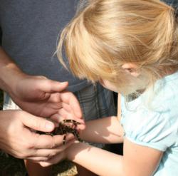 A girl gets to hold a tarantual for the first time at the annual Coarsegold Tarantula Festival. "It was cool, they're really very nice," she said.