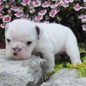 Purebredbreeders.com