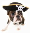 Pirate puppy for Halloween