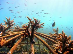 Reef knot: one of Akaryn’s hard working marine conservation initiatives in action in Koh Samui