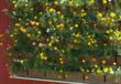 Native Sons, Inc. Now Offers LiveWall®, the New Planted Wall...