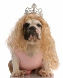 What do Lady Gaga, Katy Perry, Snooki, Donald Trump and Hugh Heffner Have in Common?