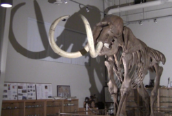 This giant Colombian Mammoth is just one of the attractions people can see at the Fossil Discovery Center, which is celebrating National Fossil Day on Oct 20