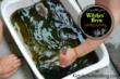 Color Mixing and other Halloween Activity Ideas are the Latest Buzz on...