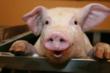 Farm Animals at the forefront: An evening with Dr. Olivier Berreville and Dr. Dana Medoro