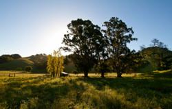 Rolling hills dotted with heritage oak trees