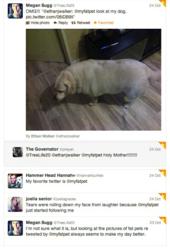 my fat pet,pet obesity,pet health and diet,dog health,cat health,dog diet and exercise,fat dogs,fat cats