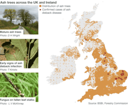 Ash distribution in the UK with chalara ash dieback hotspots
