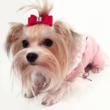 Funny Fur’s Father's Day Gifts from the Pet