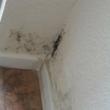 Mold Growth Threatens the Health of Sandy Flood Victims; House Mold...