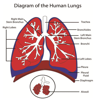 Pulmonary and Critical Care Specialists of Northern Virginia is